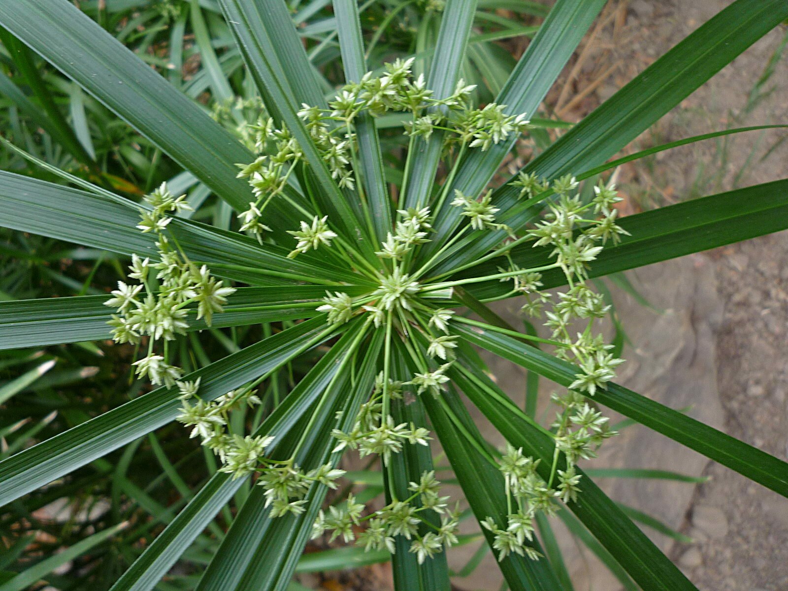 High Resolution Cyperus involucratus Flower